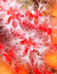 "Mediterranean's Coral" Scoglio del corallo-Argentario-It... by Lorenzo Maggi 